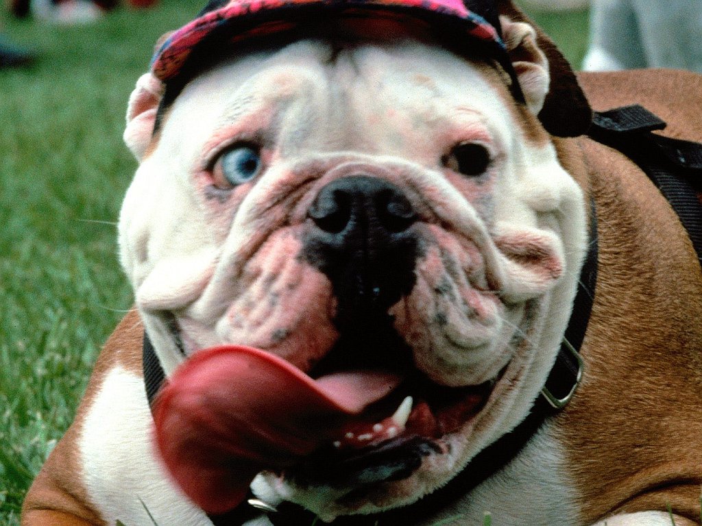 Dog Gone Funny
